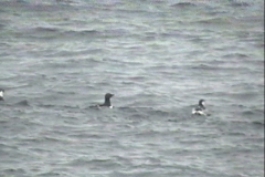 Thick-billed Murre
