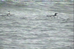 Thick-billed Murre